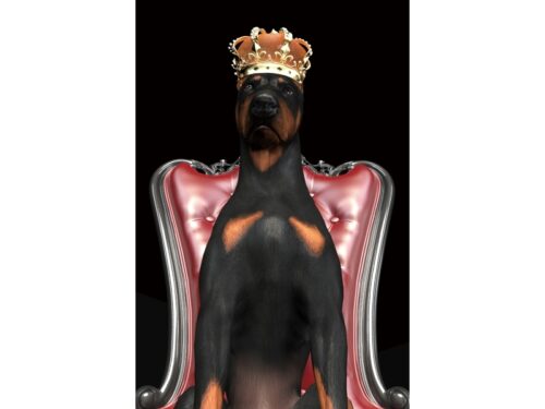 Suns kronī attēlā DOGINCROWN80