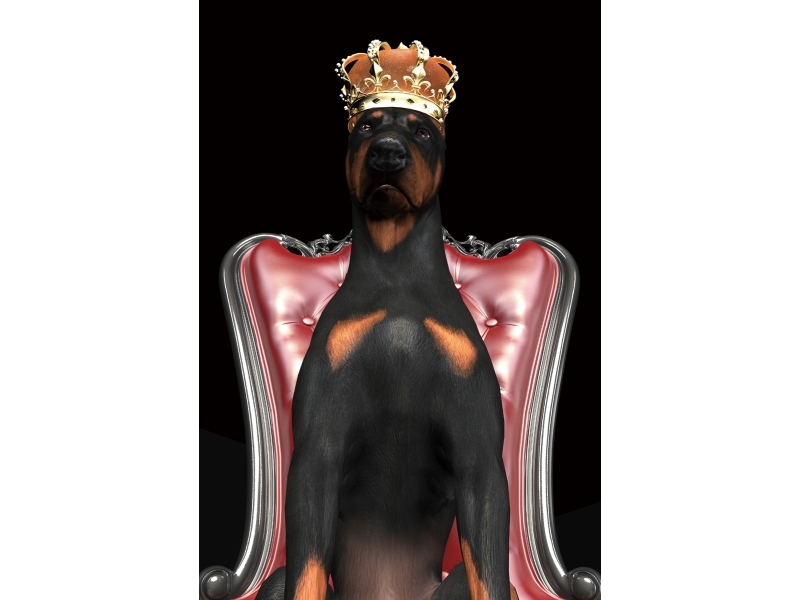 Suns kronī attēlā DOGINCROWN80
